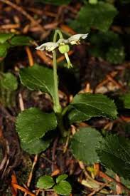 Attēlu rezultāti vaicājumam “Moneses uniflora bud”