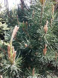 Attēlu rezultāti vaicājumam “Pinus sylvestris leaf”