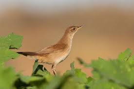 Image result for Locustella luscinioides