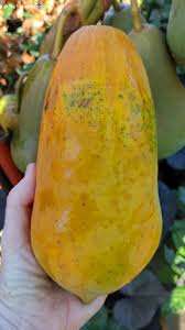 Image result for Carica papaya