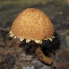 Attēlu rezultāti vaicājumam “Pholiota heteroclita”