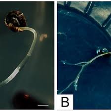 Attēlu rezultāti vaicājumam “Linaria loeselii”