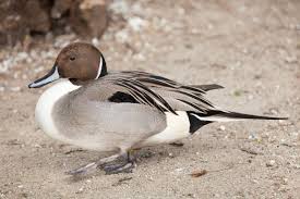 Image result for Anas acuta