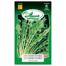 Image result for Zichorie