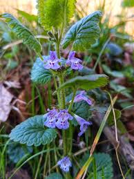 Attēlu rezultāti vaicājumam “Glechoma hederacea leaf”