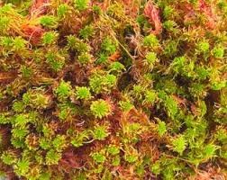Attēlu rezultāti vaicājumam “Sphagnum rubellum”