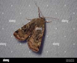 Attēlu rezultāti vaicājumam “Diarsia florida”