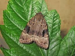 Attēlu rezultāti vaicājumam “Amphipyra pyramidea”