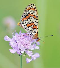 Attēlu rezultāti vaicājumam “Melitaea didyma male”