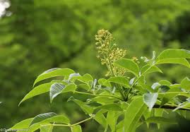 Attēlu rezultāti vaicājumam “Phellodendron amurense flower”