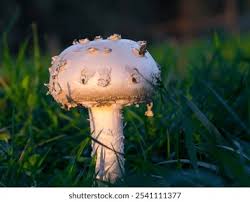 Attēlu rezultāti vaicājumam “Amanita strobiliformis”