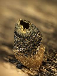 Attēlu rezultāti vaicājumam “Lycogala conicum”