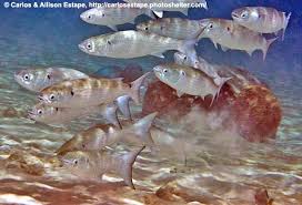 Image result for Mugil