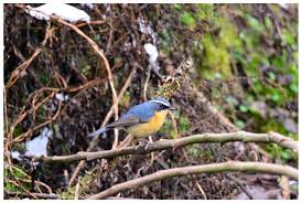 Attēlu rezultāti vaicājumam “Passeriformes”