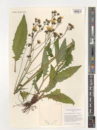 Attēlu rezultāti vaicājumam “Hieracium vulgatum”