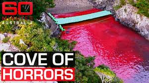 Image result for japan dolphin slaughter