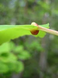 Attēlu rezultāti vaicājumam “Harmandia”