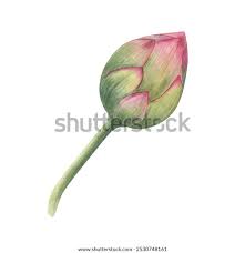 Attēlu rezultāti vaicājumam “Lotus sp. bud”