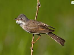Attēlu rezultāti vaicājumam “Sylvia communis adult”