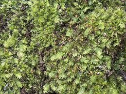 Attēlu rezultāti vaicājumam “Fissidens bryoides sporophyte”