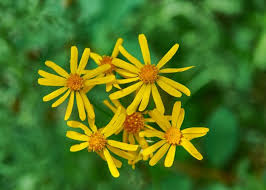 Attēlu rezultāti vaicājumam “Ligularia sibirica flower”