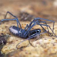 Attēlu rezultāti vaicājumam “Lophopilio palpinalis”