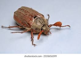 Attēlu rezultāti vaicājumam “Melolontha hippocastani”