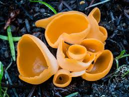 Attēlu rezultāti vaicājumam “Aleuria aurantia”