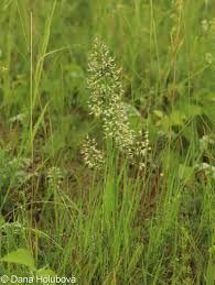 Attēlu rezultāti vaicājumam “Trisetum flavescens flower”