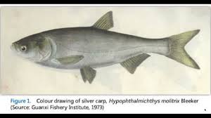 Image result for Hypophthalmichthys molitrix