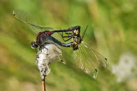 Attēlu rezultāti vaicājumam “Leucorrhinia dubia”