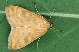 Attēlu rezultāti vaicājumam “Sitochroa verticalis”