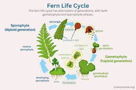 Attēlu rezultāti vaicājumam “sporophyte”