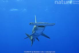 Image result for Sphyrna mokarran