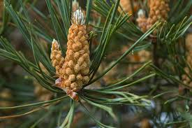 Attēlu rezultāti vaicājumam “Pinus sylvestris male flower”
