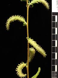 Attēlu rezultāti vaicājumam “Salix x doniana flower”