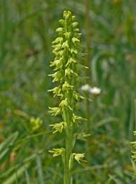 Attēlu rezultāti vaicājumam “Herminium monorchis flower”