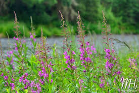 Attēlu rezultāti vaicājumam “Epilobium angustifolium bud”