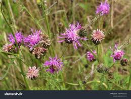 Attēlu rezultāti vaicājumam “Centaurea scabiosa leaf”