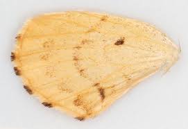 Attēlu rezultāti vaicājumam “Eulithis mellinata”