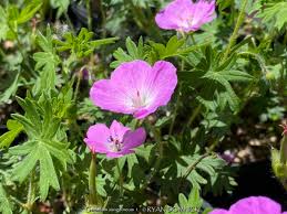 Attēlu rezultāti vaicājumam “Geranium sanguineum flower”