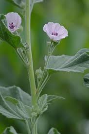 Image result for Althaea officinalis