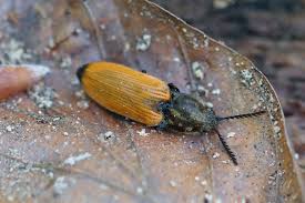 Attēlu rezultāti vaicājumam “Anostirus castaneus”