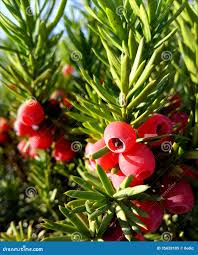 Attēlu rezultāti vaicājumam “Taxus baccata fruit”