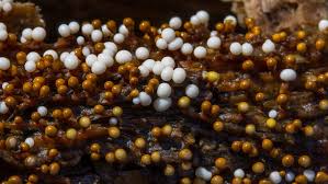 Attēlu rezultāti vaicājumam “Trichia varia spores”