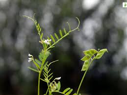 Attēlu rezultāti vaicājumam “Vicia hirsuta flower”