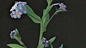 Attēlu rezultāti vaicājumam “Myosotis sylvatica”