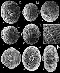 「カリーナ・モク DARKER THAN BLACK -黒の契約者-」の画像検索結果