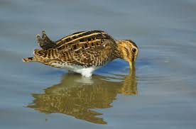 Attēlu rezultāti vaicājumam “Gallinago gallinago nest”