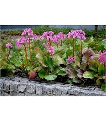 Image result for Bergenie